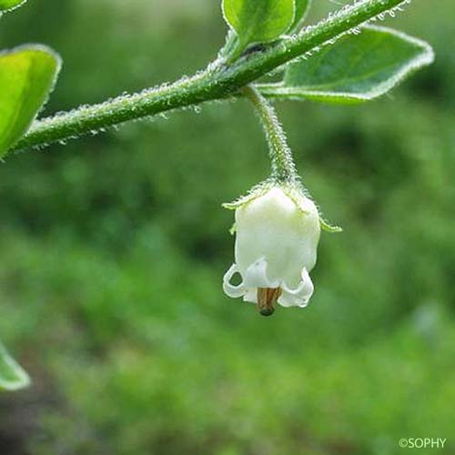 Muguet des pampas - Salpichroa origanifolia