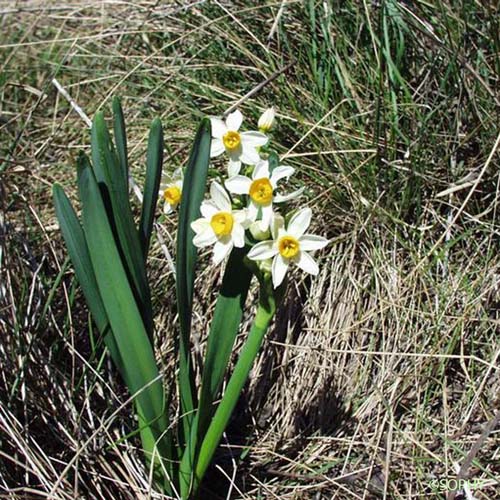 Narcisse à bouquets - Narcissus tazetta