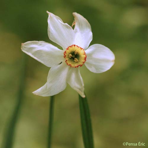 Narcisse des poètes - Narcissus poeticus