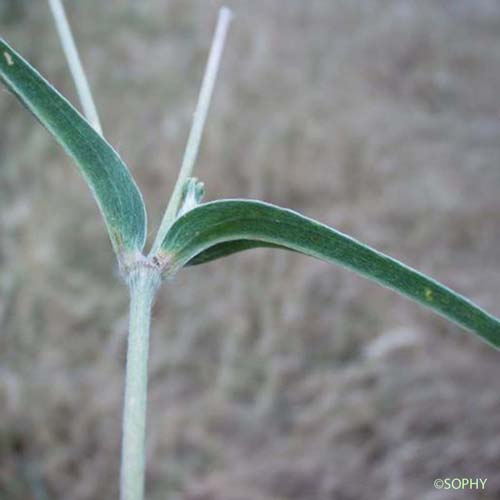 Nielle des blés - Agrostemma githago
