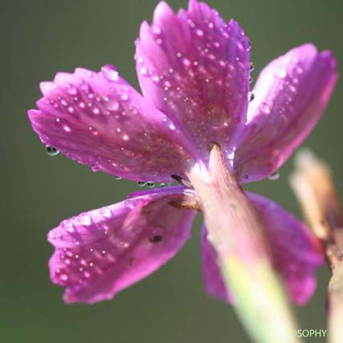 Oeillet à delta - Dianthus deltoides