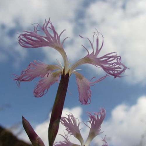 Oeillet à plumet - Dianthus superbus subsp. superbus