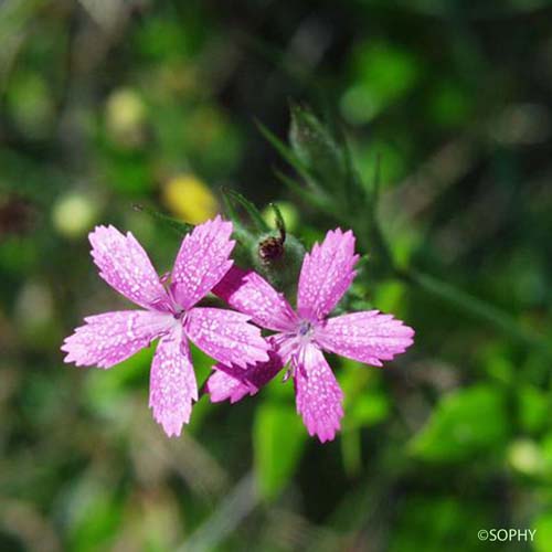 Oeillet arméria - Dianthus armeria subsp. armeria