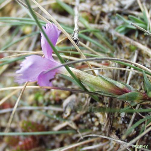 Oeillet de France - Dianthus gallicus