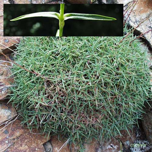 Oeillet du granite - Dianthus graniticus