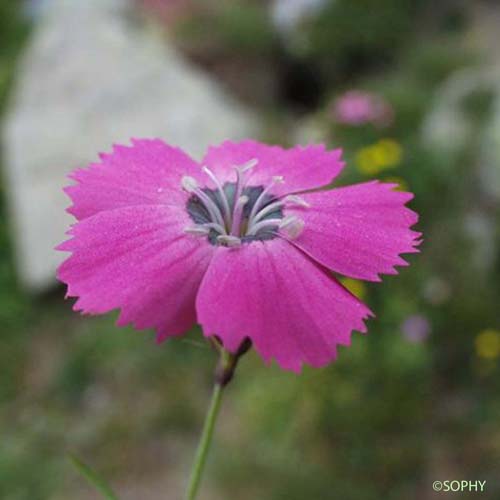 Oeillet négligé - Dianthus pavonius