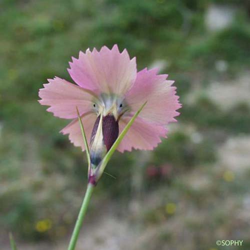 Oeillet négligé - Dianthus pavonius
