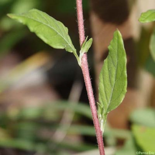 Onagre rosée - Oenothera rosea