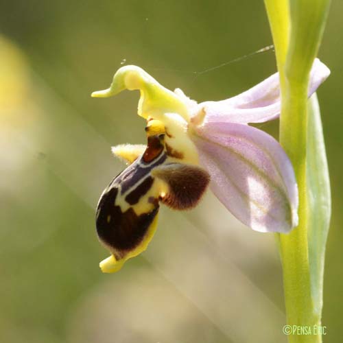 Ophrys bécasse - Ophrys scolopax subsp. scolopax