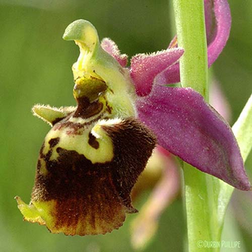 Ophrys bourdon - Ophrys fuciflora subsp. souchei