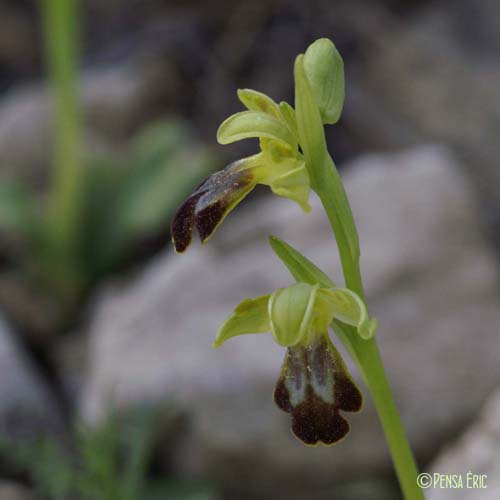 Ophrys brun - Ophrys fusca