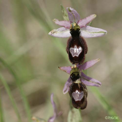 Ophrys de la Drôme - Ophrys saratoi