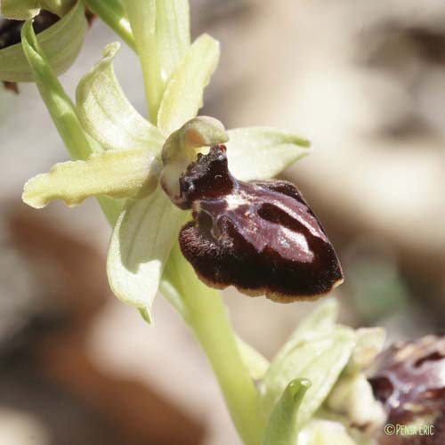 Ophrys de la Passion - Ophrys passionis