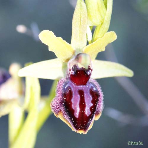 Ophrys de Provence - Ophrys provincialis