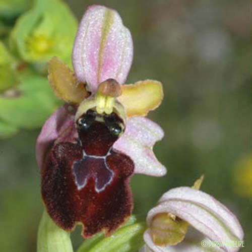 Ophrys en forme d'araignée - Ophrys exaltata
