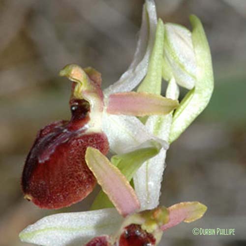 Ophrys en forme d'araignée - Ophrys exaltata
