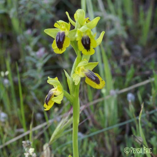 Ophrys jaune - Ophrys lutea