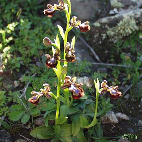 Ophrys miroir - Ophrys speculum