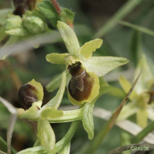 Ophrys verdissant - Ophrys virescens