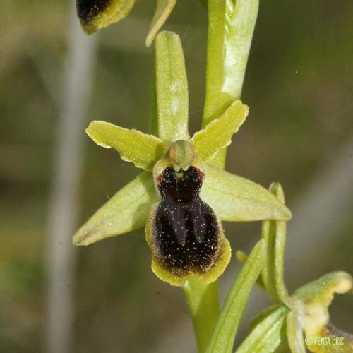 Ophrys verdissant - Ophrys virescens