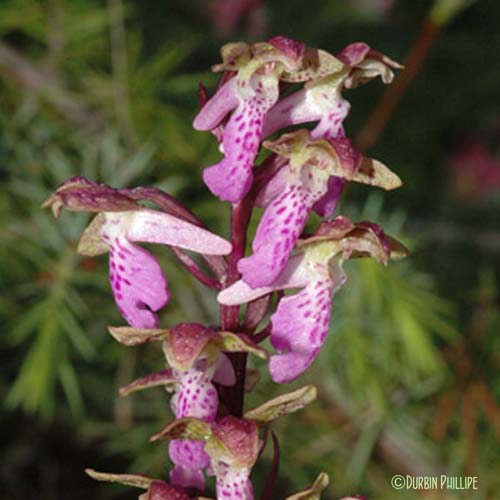 Orchis à corne courte - Orchis spitzelii