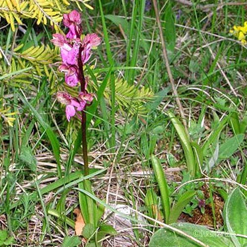 Orchis à corne courte - Orchis spitzelii