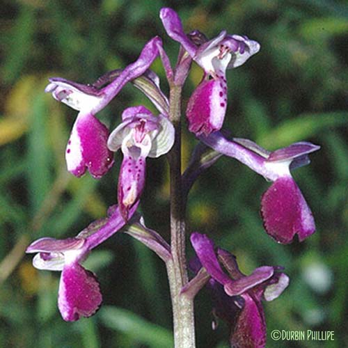 Orchis à long éperon - Anacamptis morio subsp. longicornu