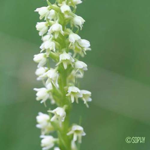 Orchis blanchâtre - Pseudorchis albida subsp. albida