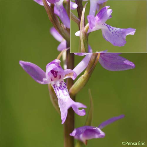 Orchis couleur de chair - Dactylorhiza incarnata subsp. incarnata