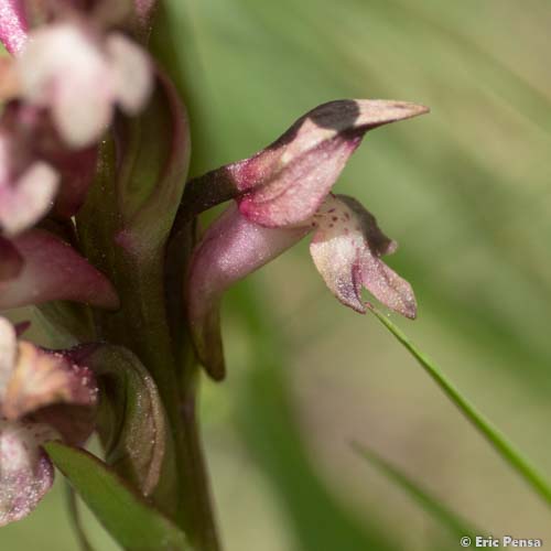 Orchis de Martrin-Donos - Anacamptis coriophora subsp. martrinii