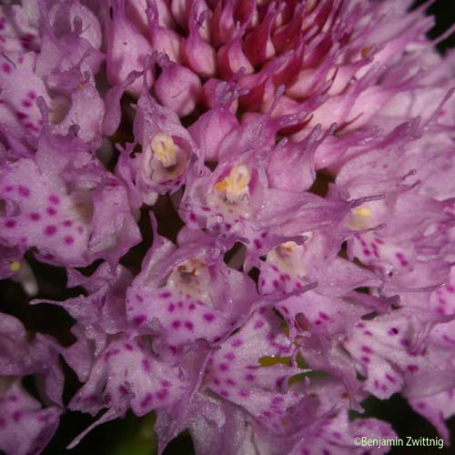 Orchis globuleux - Traunsteinera globosa