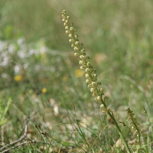 Orchis homme-pendu - Orchis anthropophora