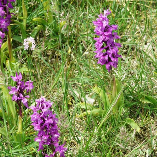 Orchis mâle - Orchis mascula subsp. mascula