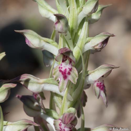 Orchis parfumé - Anacamptis fragrans