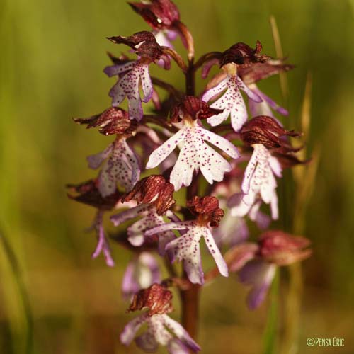 Orchis pourpre - Orchis purpurea