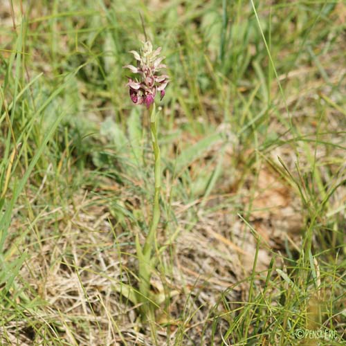 Orchis punaise - Anacamptis coriophora subsp. coriophora
