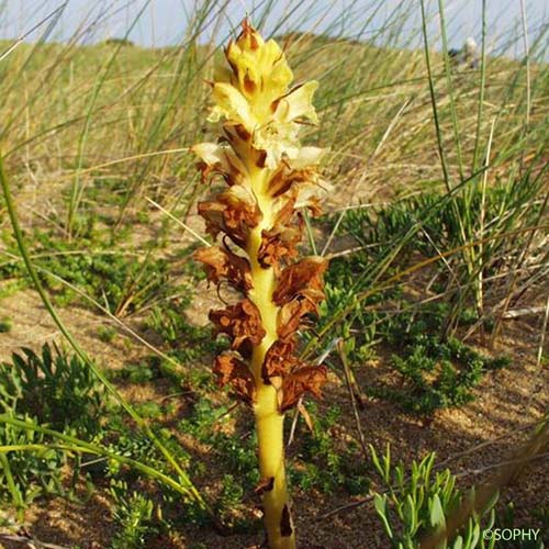 Orobanche commune - Orobanche caryophyllacea