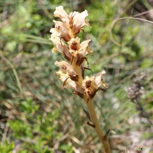 Orobanche commune - Orobanche caryophyllacea