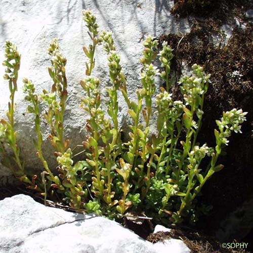 Orpin du littoral - Sedum litoreum