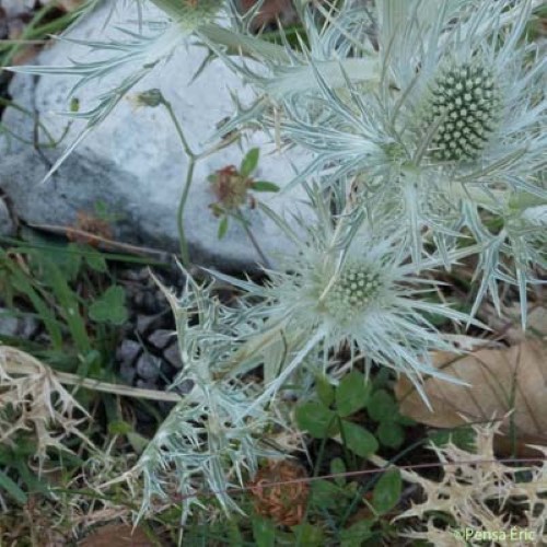 Panicaut blanc des Alpes - Eryngium spinalba