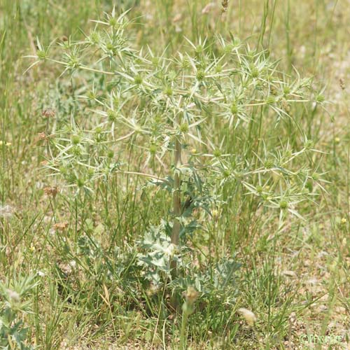 Panicaut champêtre - Eryngium campestre