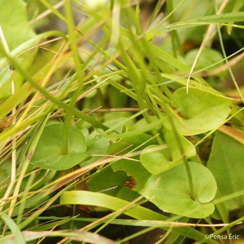 Parnassie des marais - Parnassia palustris