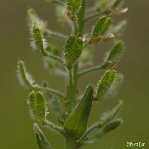 Passerage hérissée - Lepidium hirtum subsp. hirtum