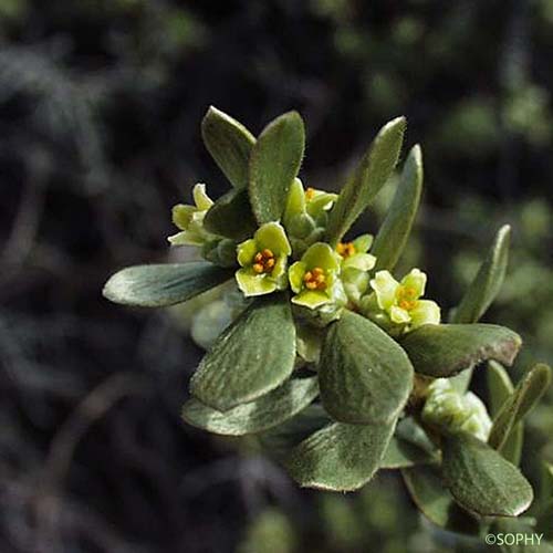 Passerine Tartonraire - Thymelaea tartonraira subsp. tartonraira