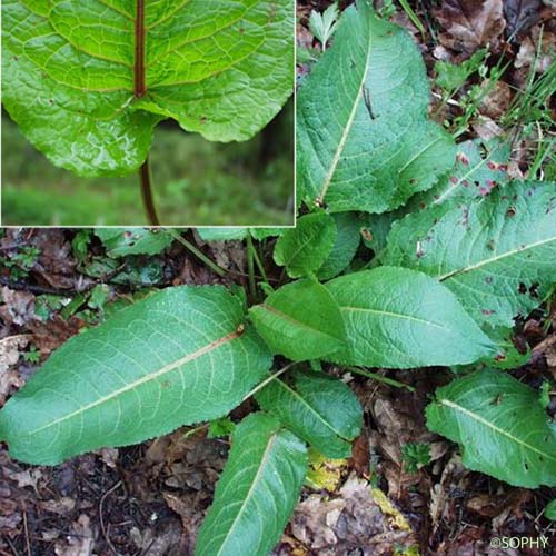 Patience à feuilles obtuses - Rumex obtusifolius subsp. obtusifolius