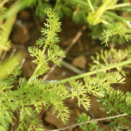 Peigne-de-Vénus - Scandix pecten-veneris subsp. pecten-veneris