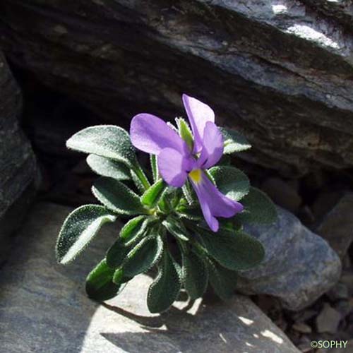 Pensée de Lapeyrouse - Viola diversifolia