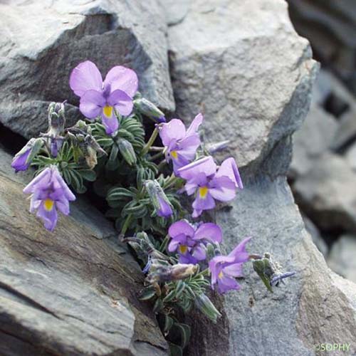 Pensée de Lapeyrouse - Viola diversifolia