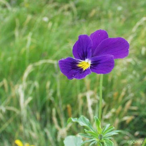 Pensée des Vosges - Viola lutea subsp. lutea