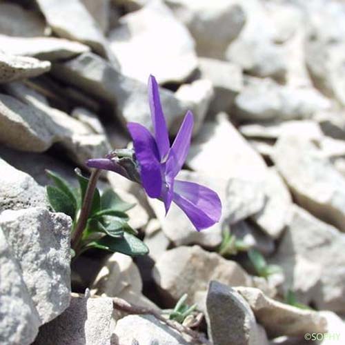 Pensée du mont Cenis - Viola cenisia